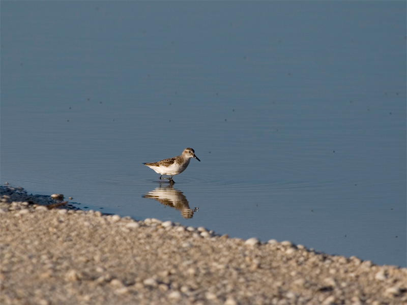 Semipalmated Sandpiper - Grijze Strandloper