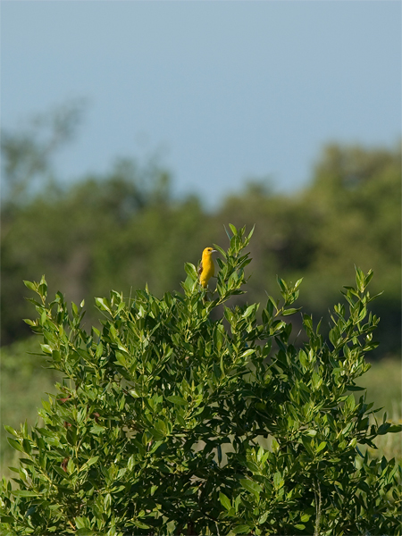 Orange Oriole - Yucatantroepiaal