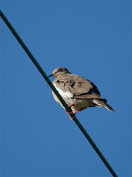 White-winged Dove - Witvleugeltreurduif