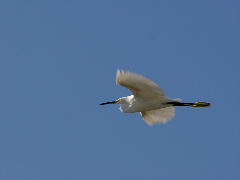Snowy Egret - Amerikaanse Kleine Zilverreiger