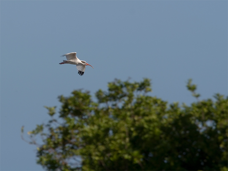 White ibis - Witte ibis
