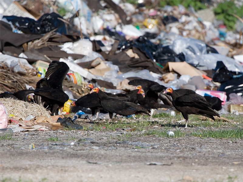 Lesser Yellow-headed Vulture - Kleine Geelkopgier