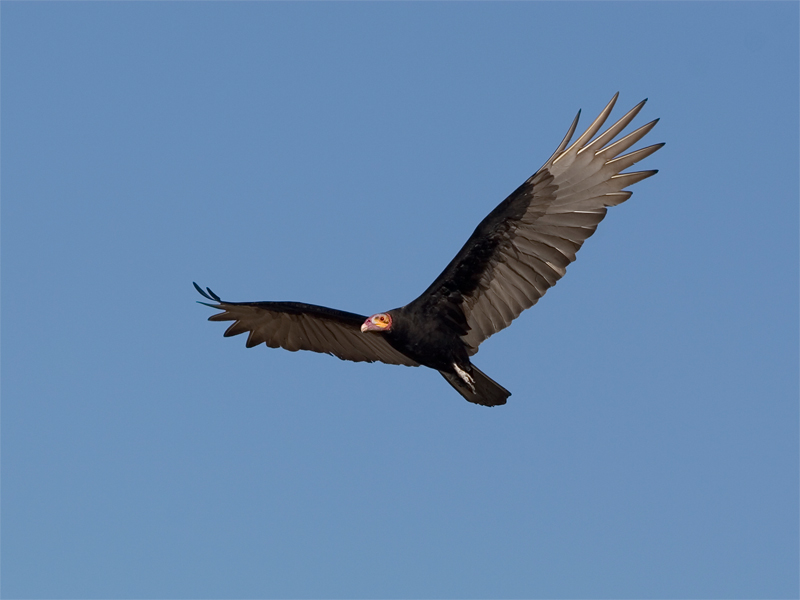 Lesser Yellow-headed Vulture - Kleine Geelkopgier