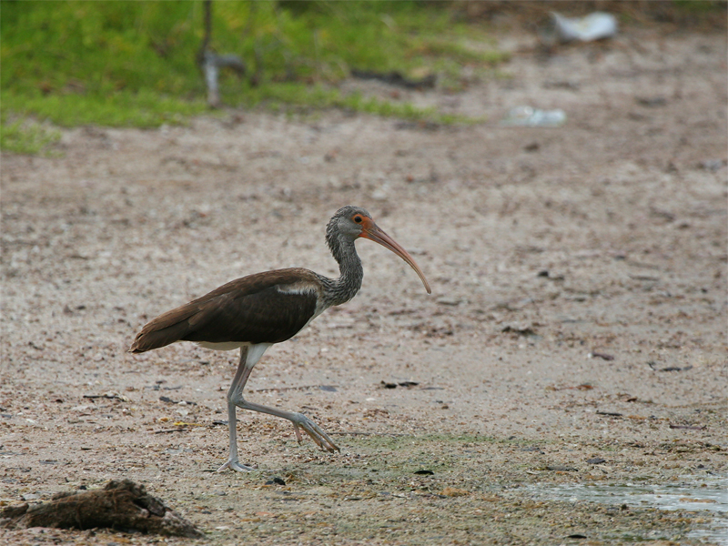 White ibis (juveniel) - Witte ibis (juveniel)