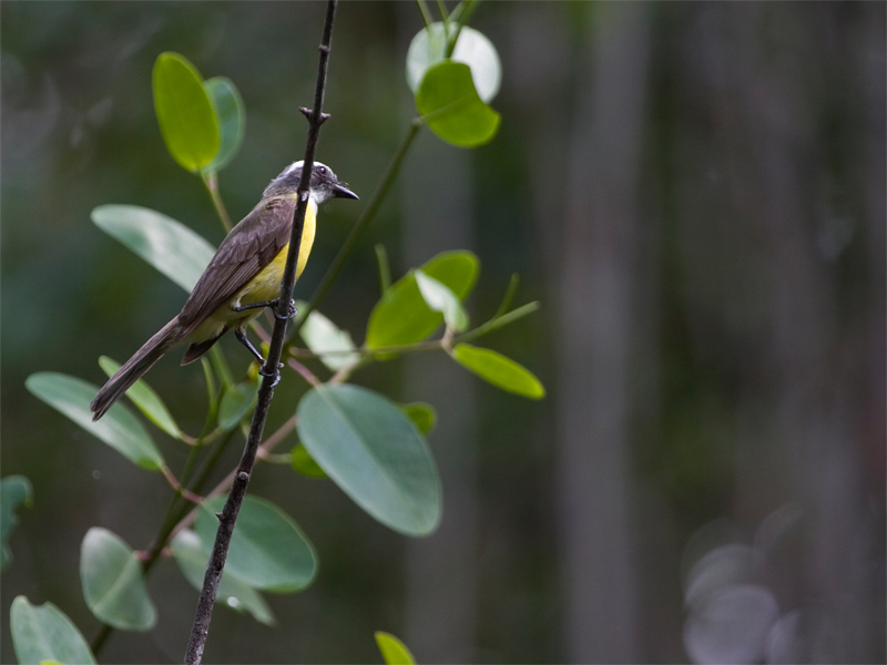 Social Flycatcher - Roodkruintiran