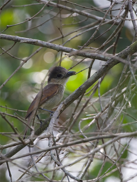 Rose-throated Becard (female) - Roodkeelbekarde (vrouw)