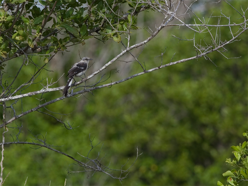 Tropical Mockingbird - Tropische Spotlijster