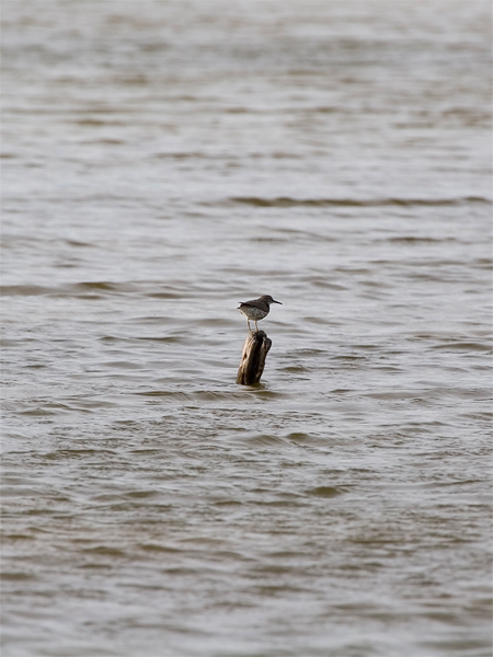 Spotted Sandpiper - Amerikaanse Oeverloper