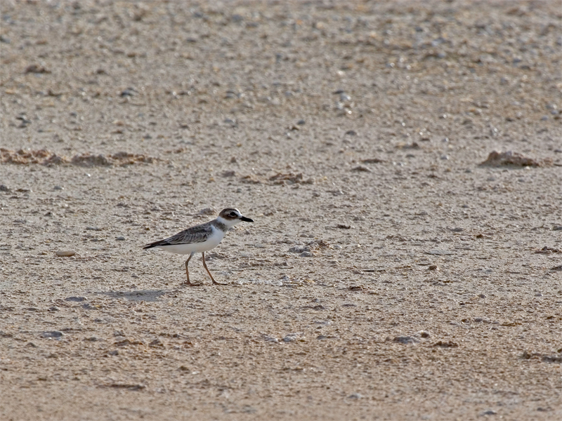 Wilsons Plover - Dikbekplevier
