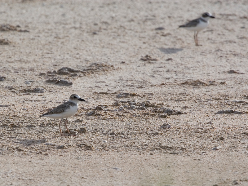 Wilsons Plover - Dikbekplevier