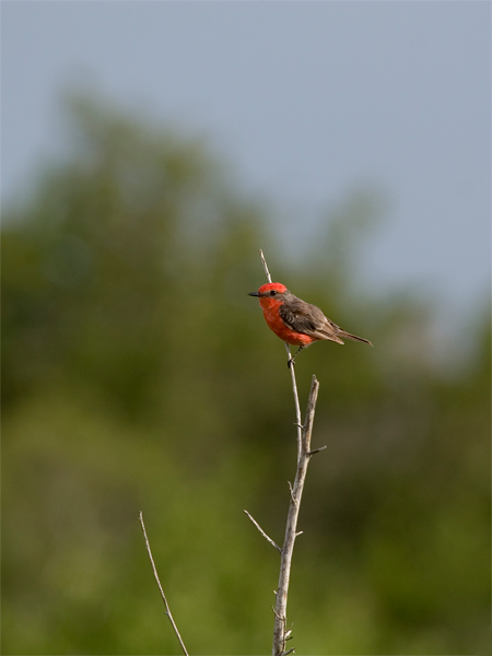 Vermilion Flycatcher - Rode Tiran