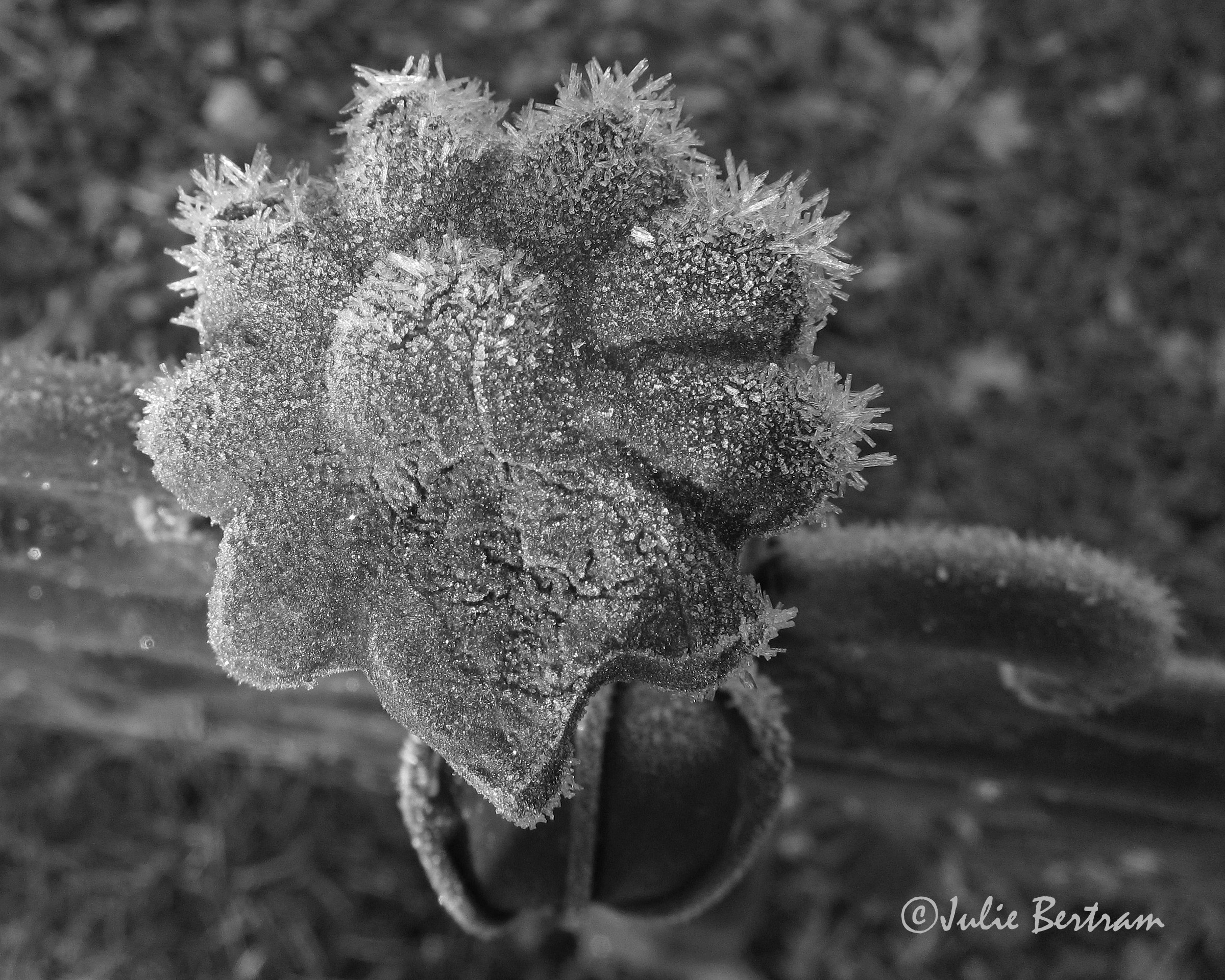 Flower and Frost