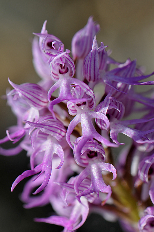 Orchis Italica