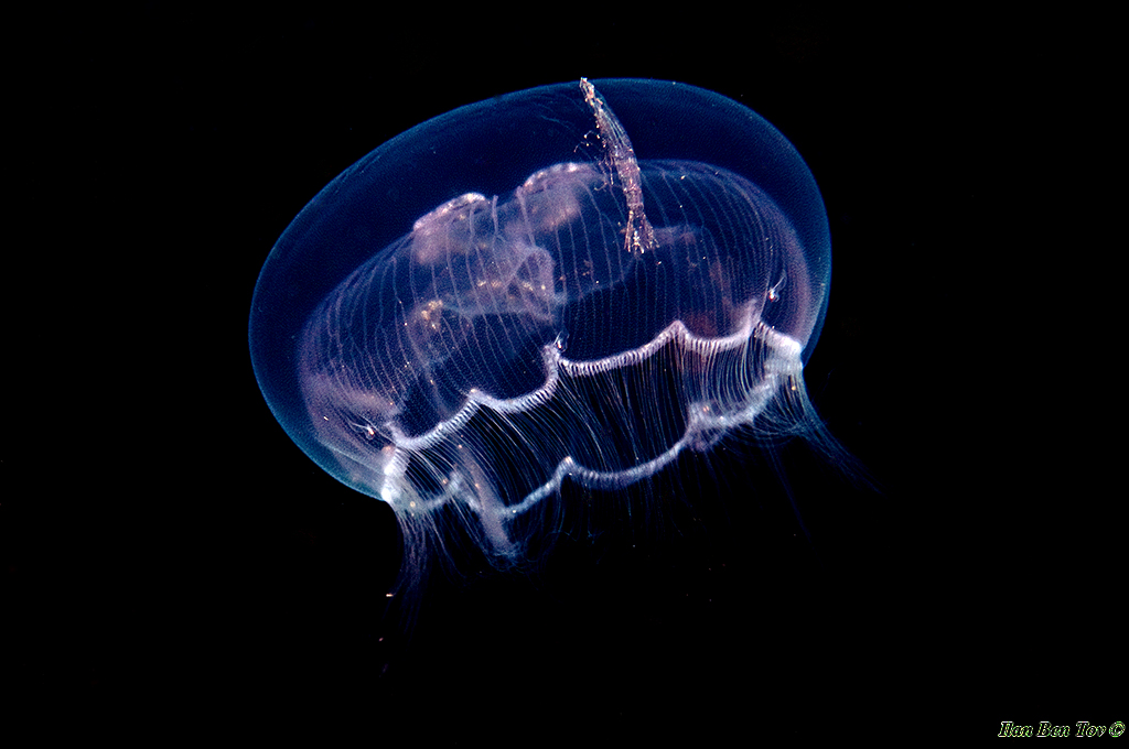 Moon Jellyfish