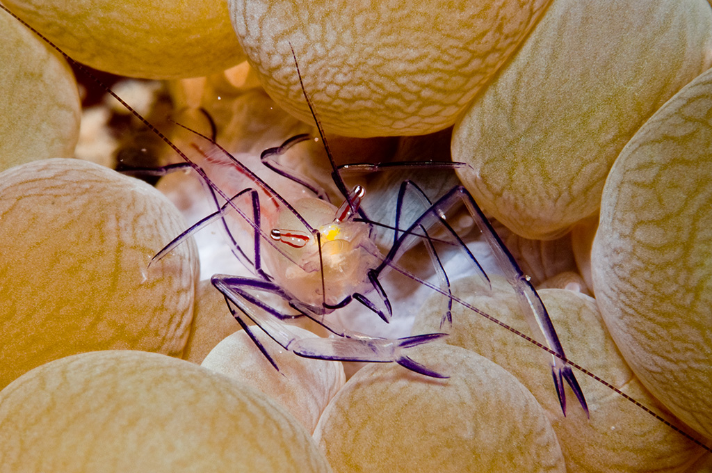 Bubble Coral Shrimp