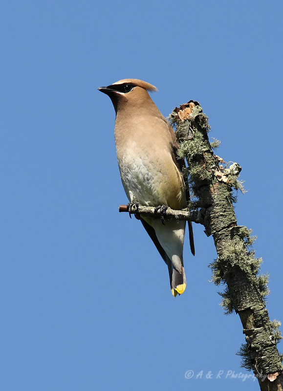 Cedar Waxwing pb.jpg