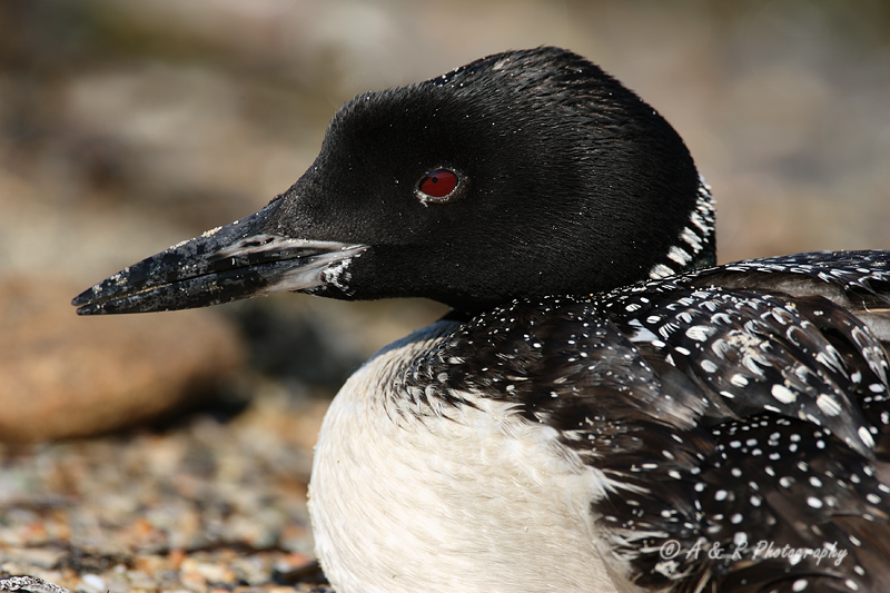 Loon up close pb.jpg