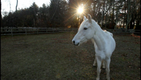 Rianna  Gabby (Our rescue horses)