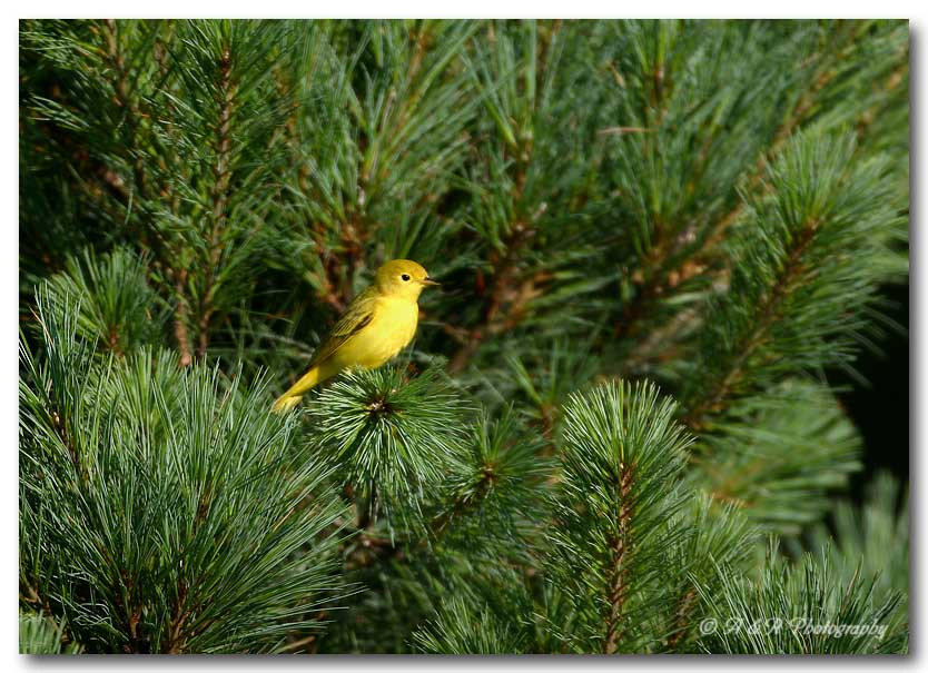 Yellow Warbler pc.jpg