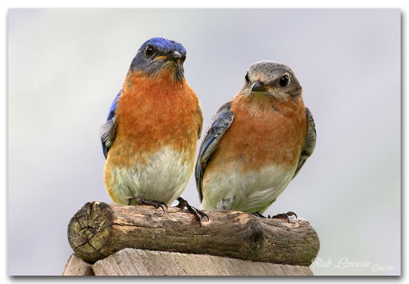Bluebird pair pc.jpg