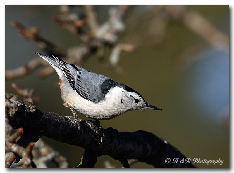 Nuthatch.jpg