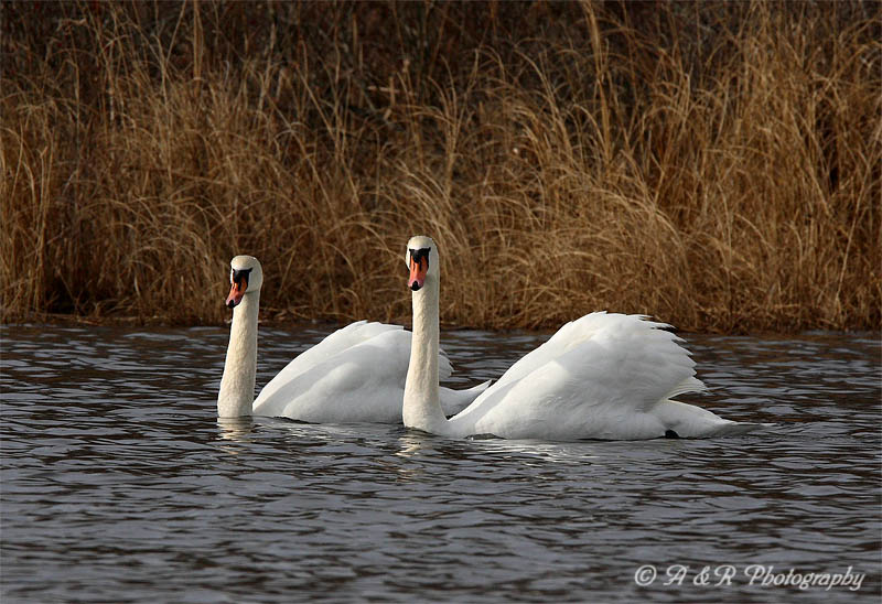 Swans pc.jpg