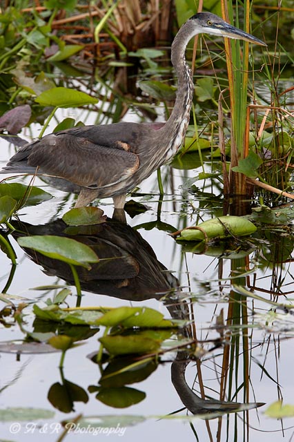 Great blue heron pc.jpg