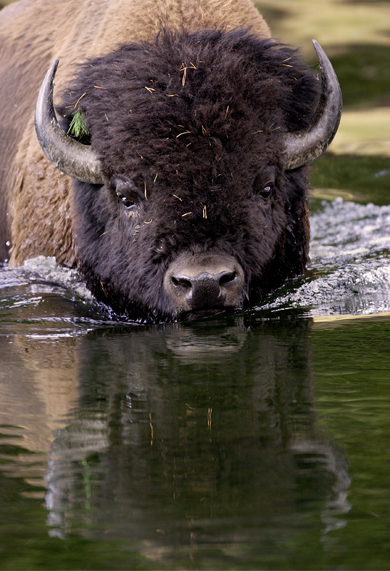 bison crossing the river.jpg