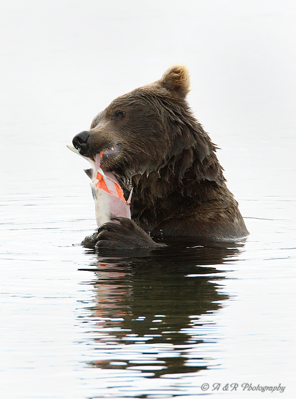 Brown Bear 11 pb.jpg
