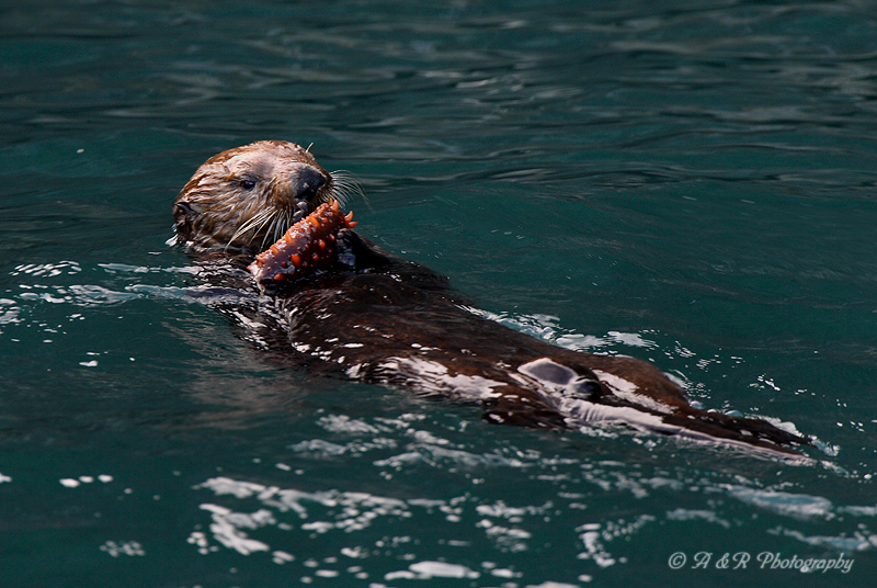 Sea Otter 3 pb.jpg