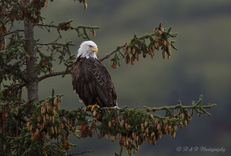 Bald Eagle 5 pb.jpg