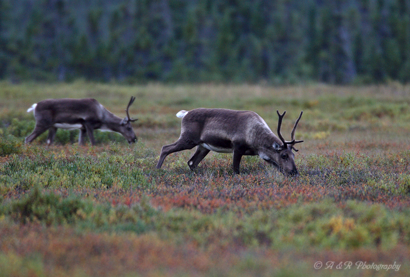 Female Caribou 2 pb.jpg