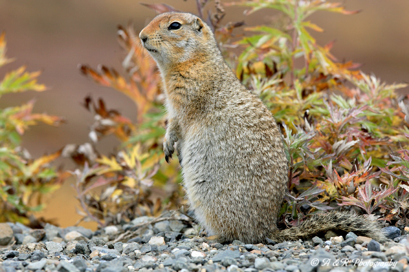 Ground Squirrel 5 pb.jpg