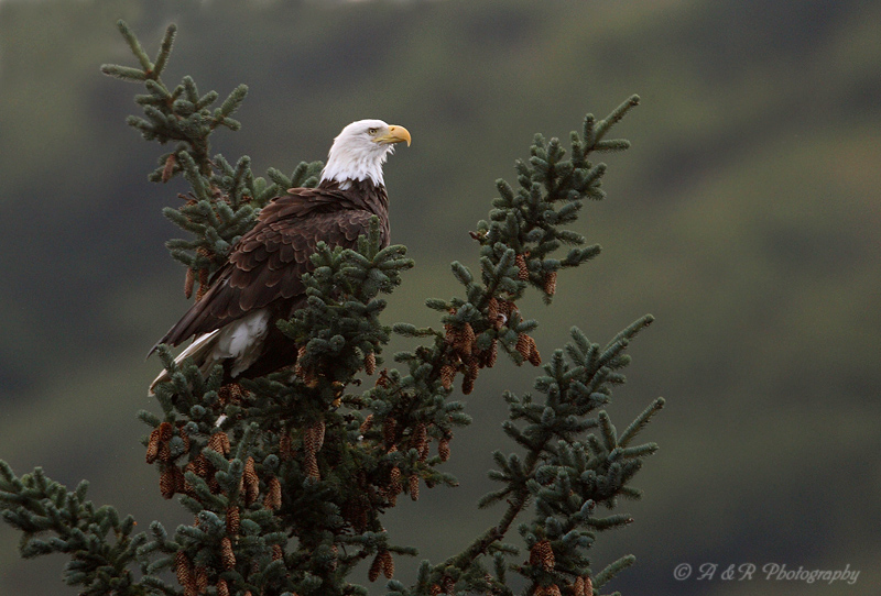 Bald Eagle 6 pb.jpg