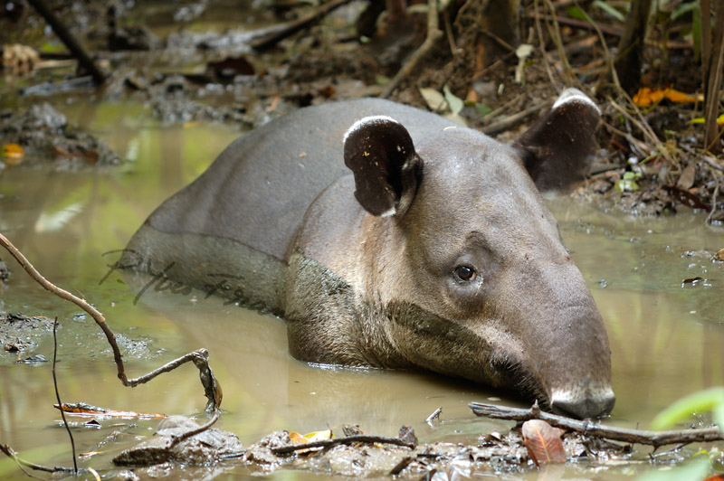 Tapir dans sa salle de bains