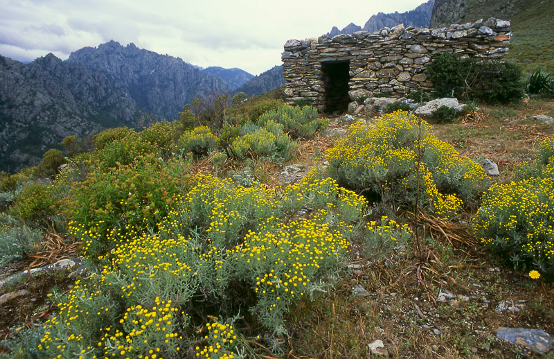 kalli0425w.jpg