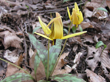  Trout Lily