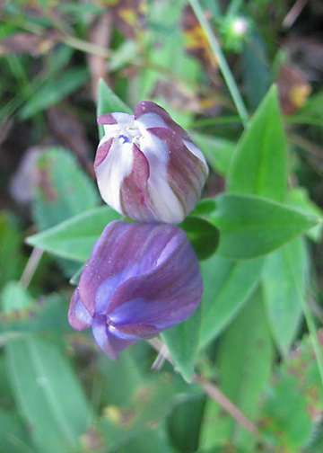 Bottle Gentian