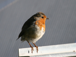 o4/05/814205/1/90678698.pySSjgi5.6118RobinErithacusrubecula.jpg
