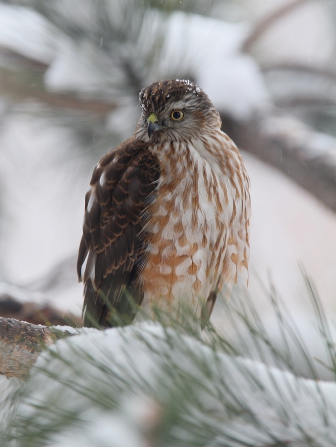 Sharp-shinned Hawk