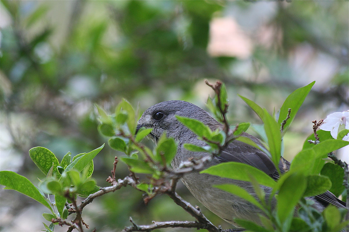 Grey Shrike Thrush