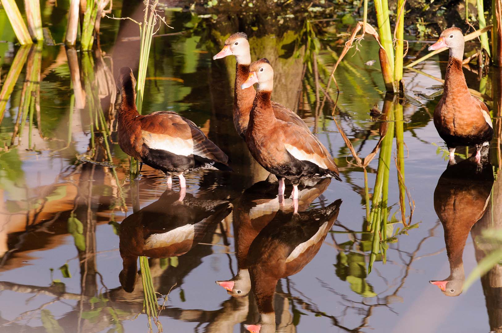 black bellied whistling ducks-dendrocygnes  ventre noir 1 sur 1.jpg