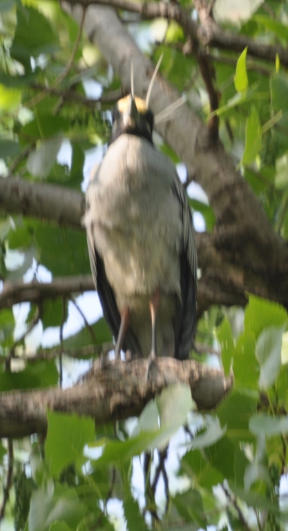 DSC_1975b.JPG
