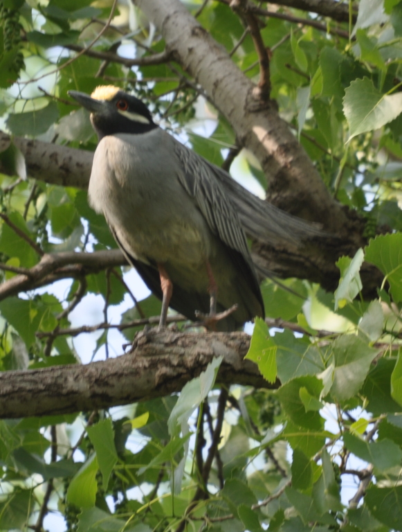 DSC_1979b.JPG