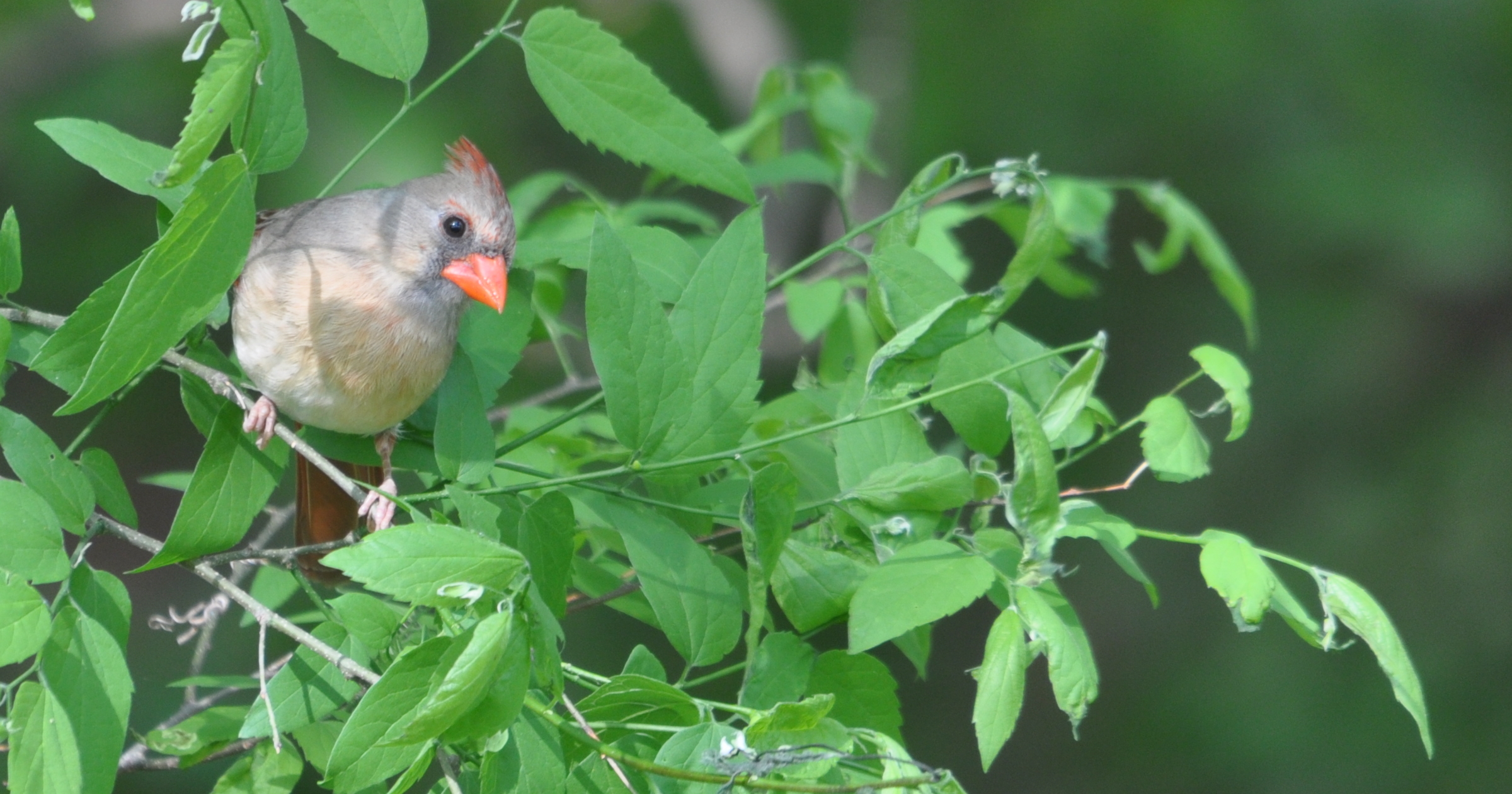 DSC_2028b.JPG