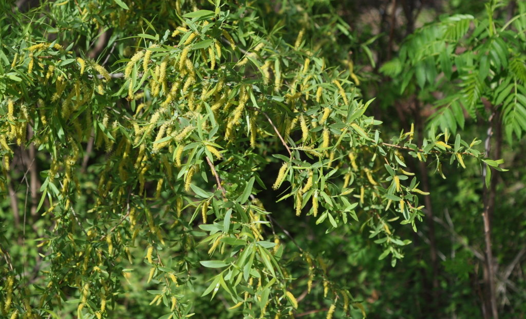 DSC_2029b.JPG
