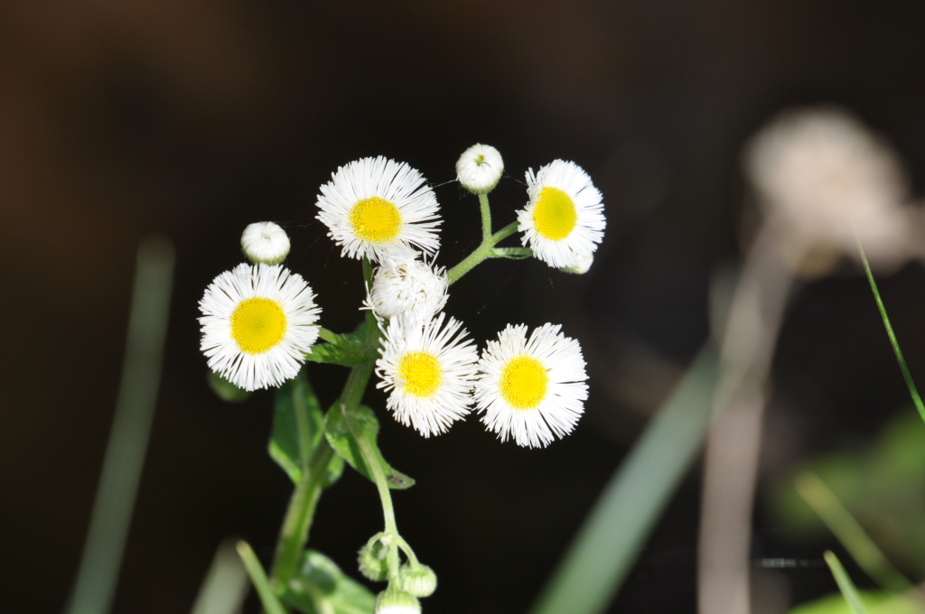 DSC_2093b.JPG