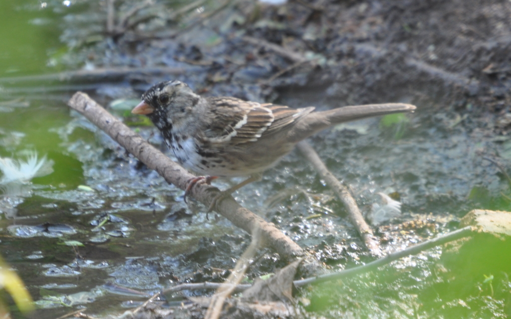 DSC_2115b.JPG