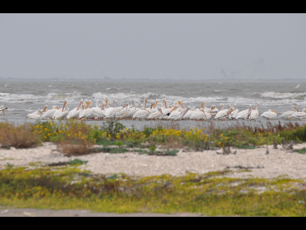 DSC_0832b.JPG