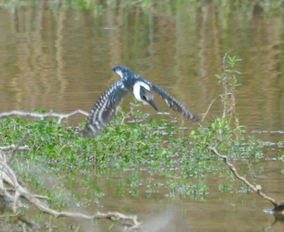 DSC_0308b.JPG